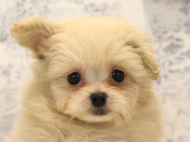 広島県のハーフ犬 (ペッツワン広島LECT店/2024年3月2日生まれ/女の子/クリーム)の子犬